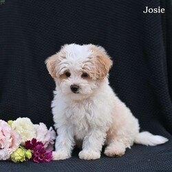 Josie/Maltipoo									Puppy/Female	/8 Weeks
