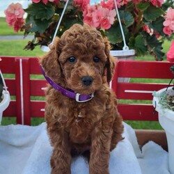 Randy/Miniature Poodle									Puppy/Male	/7 Weeks,Randy is a friendly, outgoing pup with a sweet temperament and playful personality. He was born on 05/02/2026.  His dam is Rita, an 17 lb. miniature poodle and his sire is Jasper an 13 lb. miniature poodle.