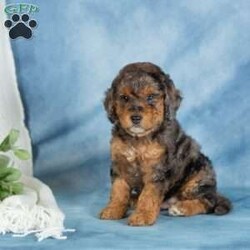 Charlie/Miniature Poodle									Puppy/Male	/April 29th, 2026,These adorable Mini Poodle puppies are ready to find their furever homes! With their beautiful coats, playful personalities, and confident spirits, they are excited to meet the world at your side. Family raised with lots of love and attention, these little ones are very well socialized and have been exposed to everyday household sights and sounds, making them well prepared to become a happy part of your family.
