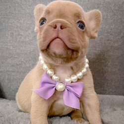 Adopt a dog:Adorable puppies/French Bulldog/Female/Sex: Mixed Litter,Chunky and Cheerful girls and boys beautiful colours,raised in a loving family, ready to go to their forever homes from 20 of June. All puppies will be microchipped,vaccinated,treated for worms and fleas and will go with a full paperwork including a health check. Mum and dad are health tested clear for genetic diseases. We are looking for responsible owners. Please message if you’re interested.