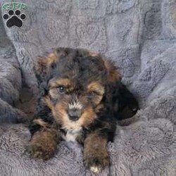 Sage/Mini Bernedoodle									Puppy/Female	/7 Weeks,Say hello to this beautiful f2 mini bernedoodle puppy,  he is expected to be between 30 n 40lbs when grown,  
