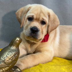Adopt a dog:Ace/Labrador Retriever/Female/April 14, 2026,Hi, I'm Ace! I'm a 10-week-old male Labrador Retriever with a beautiful yellow coat, born on April 14. I am ready now to plan my trip to my forever family. Once I reach my adult size, I'm expected to weigh between 60–95 lbs. I'm AKC registered. I'm a curious pup who will make every day an adventure.