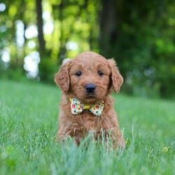 Theo/Goldendoodle									Puppy/Male	/8 Weeks,Meet Theo, an adorable F1 Standard Goldendoodle with a sweet personality and a playful spirit! He loves exploring, playing with his siblings, and soaking up all the attention he can get. He has a soft, fluffy coat, expressive eyes, and a friendly nature that makes him a joy to be around. Whether he’s romping around the yard or curling up for a nap, he’s sure to bring lots of happiness and companionship to his future family.