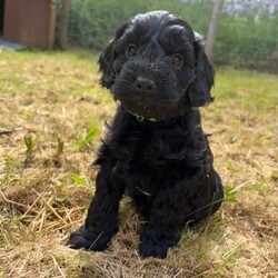 F1 cockapoo puppies /Cockapoo/Female/Sex: Male,We have a beautiful litter of F1 cockapoo puppies, looking for their new home at the start of July - just in time for the start of the school holidays!