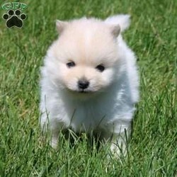 Riley/Pomeranian									Puppy/Male	/8 Weeks,To contact the breeder about this puppy, click on the “View Breeder Info” tab above.