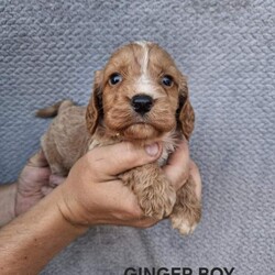 Cockapoo puppies/Cockapoo/Female/Sex: Mixed Litter,Here we have 6 adorable cockapoo puppies looking for there forever home
