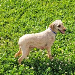 Randy/Miniature Poodle									Puppy/Male	/7 Weeks,Randy is a friendly, outgoing pup with a sweet temperament and playful personality. He was born on 05/02/2026.  His dam is Rita, an 17 lb. miniature poodle and his sire is Jasper an 13 lb. miniature poodle.