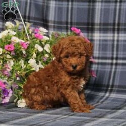 Zoomer/Toy Poodle									Puppy/Male	/8 Weeks,Here comes a gorgeous red AKC Toy Poodle puppy who is already started on potty training and crate training! Both parents are both health tested by diseases advised by our genetics company so you know your puppy will mature to the best of health, while other puppies may suffer from health issues known to the breed.