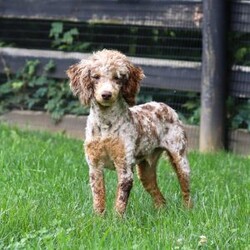 Atlas/Cockapoo									Puppy/Male	/7 Weeks,Hi, my name is Hudson, and I’m an adorable Cockapoo puppy with a big heart and an even bigger personality! I’m looking for a loving forever family to share all of life’s special moments with. With my soft, wavy coat, bright eyes, and playful spirit, I’m sure to bring endless happiness, laughter, and companionship wherever I go. I love meeting new people and have been raised with plenty of love and attention, helping me develop a friendly and affectionate personality. Whether I’m chasing a favorite toy, exploring the yard, learning new things, or curling up beside you for a cozy nap, I’m happiest when I’m spending time with my family.