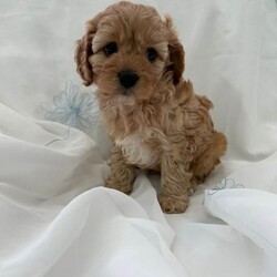 Adopt a dog:Cavapoo F1/Cavapoo/Female/Sex: Mixed Litter,Proud to present these four bundles of joy F1 cavapoos. The mam is a cavalier king charles and the dad is a toy poodle. They are ready for their forever homes on the 5th of July. The pups will come microchiped, health tested and would of had their first vaccinations. They will come with a bag of food they have been weened on and a comfort blanket for their new journeys. These have been raised around my 5 daughters so are outstanding with children and are used to everyday noises in a household. Viewings are more than welcome. A £200 non refundable deposit will reserve your pup . Thanks for taking the time to look.