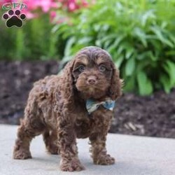 Atlas/Cockapoo									Puppy/Male	/7 Weeks,Hi, my name is Hudson, and I’m an adorable Cockapoo puppy with a big heart and an even bigger personality! I’m looking for a loving forever family to share all of life’s special moments with. With my soft, wavy coat, bright eyes, and playful spirit, I’m sure to bring endless happiness, laughter, and companionship wherever I go. I love meeting new people and have been raised with plenty of love and attention, helping me develop a friendly and affectionate personality. Whether I’m chasing a favorite toy, exploring the yard, learning new things, or curling up beside you for a cozy nap, I’m happiest when I’m spending time with my family.