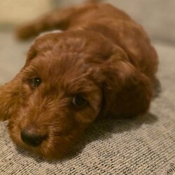 Adopt a dog:F1 COCKERPOO RED FEMALE PUPPIES/Cockapoo/Female/Sex: Female,I have two gorgeous red female Cockapoo puppies looking for their forever homes.