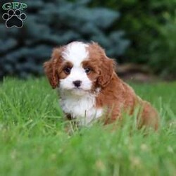 Maverick/Cavapoo									Puppy/Male	/8 Weeks,Meet Maverick! He’s full of energy, curiosity, and unconditional love, always ready to explore, chase toys, and discover something new. When the day winds down, he’s happiest curled up close, soaking in every cuddle with his sweet, gentle nature. His petite size makes him even more special, offering the perfect blend of affection, fun, and charm. He’ll make a wonderful companion for families, singles, or anyone looking for a loyal little friend.