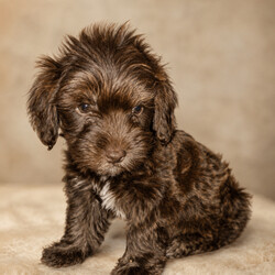 Beautiful mixed litter of F1 cocker poo puppies/Cockapoo/Female/Sex: Mixed Litter,I am so happy to announce that our beautiful girl Femme has given birth to 4 boys and 3 gorgeous girls ready to leave on the 16th of may. 