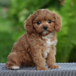 Tabitha/Cavapoo									Puppy/Female	/8 Weeks