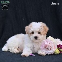 Josie/Maltipoo									Puppy/Female	/8 Weeks,These adorable puppies are looking for loving forever homes where they will be cherished as part of the family. They are super friendly, well socialized, and have been raised with lots of love and attention, making them wonderful companions . They are used to being around children and enjoy playing and cuddling, giving them happy and affectionate personalities.