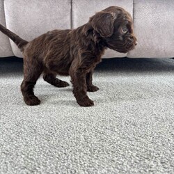 Adopt a dog:3 gorgeous cockapoo puppies /Yorkiepoo/Female/Sex: Mixed Litter,Here I have 5 gorgeous Cockapoo puppies, 1 boy and 4 girls. Born on the 4th of May. Mum and dad are both family pets, dad belongs to a family friend. Puppies are all very loving and playful, good with other pets and children.