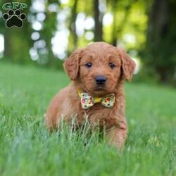 Theo/Goldendoodle									Puppy/Male	/8 Weeks,Meet Theo, an adorable F1 Standard Goldendoodle with a sweet personality and a playful spirit! He loves exploring, playing with his siblings, and soaking up all the attention he can get. He has a soft, fluffy coat, expressive eyes, and a friendly nature that makes him a joy to be around. Whether he’s romping around the yard or curling up for a nap, he’s sure to bring lots of happiness and companionship to his future family.