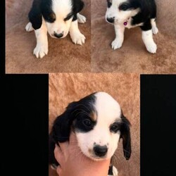 Kobiten terriers/Cocker Spaniel/Female/Sex: Mixed Litter,Lovely kobiten terriers puppies for sale 4 boys 4 girls lovey temperament mum can be seen on day of viewing all been recent wormed up to date and microchipped to a loving and caring home only.