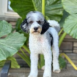 Sophia/Mini Bernedoodle									Puppy/Female	/6 Weeks,our pups are F1b Mini-bernedoodle they will be more curly haired , and stay 20-35 lbs full grown. they are  well lovedand socialized  get playtime with kids and adults daily.  they are upto date on vaccines -dewormer , we have a vet appointment scheduled. 
