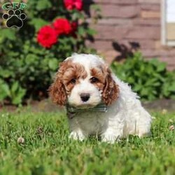 Baxter/Cockapoo									Puppy/Male	/7 Weeks,Hi, my name is Baxter! I am a sweet and lovable F1 Cockapoo puppy with a playful personality and a heart full of affection. I love spending my days exploring, playing with toys, and cuddling up with my favorite people. My gentle nature and friendly attitude make me a wonderful companion for families, couples, or anyone looking for a loyal best friend. I come from wonderful parents with great temperaments and charming personalities.
