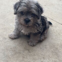 Adopt a dog:Pug x Maltese /Mixed Breed/Female/Sex: Male,Here I have a little boy available to leave on the 22nd of June 2026 I have the mum and my mum has the dad it was an accident as she looked after my dog while I went on holiday and he managed to catch her, the mum is a full breed pug and the dog is a full bread Maltese. He is currently up to date on worming he will be flead wormed and microchipped the day he leaves, he has been brought up with other dogs and my 2 children which they are 2 and 1, if you would like any more information please don’t hesitate to get in contact. He is also eating and drinking on his own, he hasn’t been vaccinated but I’m more than happy to have his first injection done with a health check Thank you for taking your time to read