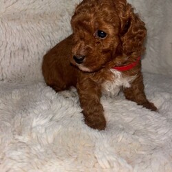Toy poodles puppies for sale/Toy Poodle/Female/Sex: Female,Here we have a beautiful letter of four toy poodle puppies what our girl Sandy brought into this world the 11th of May 2026 puppies are all healthy and well they are friendly kind loving cuddle very playful and willing to know they have such soft smooth coats they get handled daily by my children and me 