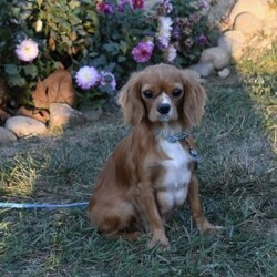 Maggie/Cavapoo									Puppy/Female	/11 Weeks,I offer a one year health guarantee. Up to date on shots and dewormings. I’m looking for a loving indoor home. Maggie is well socialized and loves attention. She is excellent with kids and other pets. Her expected adult weight is 12 to 15 pounds. Maggie loves to cuddle. She has a beautiful wavy hair coat. Shipping options are available anywhere in the US. All Sunday calls are returned on Mondays. Thanks Jon