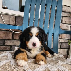 Oscar/Bernese Mountain Dog									Puppy/Male	/9 Weeks
