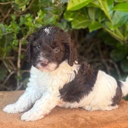Adopt a dog:Gorgeous f1 cockapoo puppy /Cockapoo/Female/Sex: Male,Little boy cockapoo puppy he is parti white and chocolate been bought up in our family home with lots of children and other dog