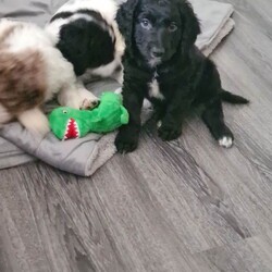 Adopt a dog:F2 cockerpoo  puppy /Cockapoo/Female/Sex: Female,We have 1 lovely little girl penny looking for her new home  she was born on the 5th April she has been brought up in the family home around children and grandchildren use to a busy household she is 11 weeks old ready to leave now