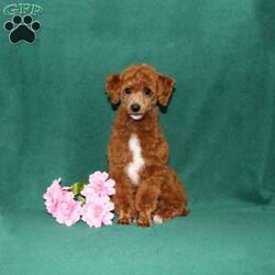 Zoomer/Toy Poodle									Puppy/Male	/8 Weeks,Here comes a gorgeous red AKC Toy Poodle puppy who is already started on potty training and crate training! Both parents are both health tested by diseases advised by our genetics company so you know your puppy will mature to the best of health, while other puppies may suffer from health issues known to the breed.