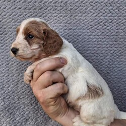 Cockapoo puppies/Cockapoo/Female/Sex: Mixed Litter,Here we have 6 adorable cockapoo puppies looking for there forever home
