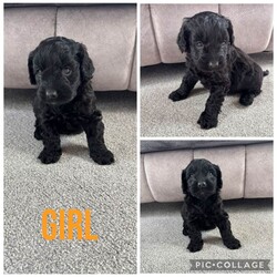 Adopt a dog:3 gorgeous cockapoo puppies /Yorkiepoo/Female/Sex: Mixed Litter,Here I have 5 gorgeous Cockapoo puppies, 1 boy and 4 girls. Born on the 4th of May. Mum and dad are both family pets, dad belongs to a family friend. Puppies are all very loving and playful, good with other pets and children.