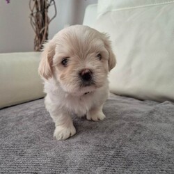 Lhatese (Maltese/ Lhasa Apso Mix/Mixed Breed/Female/Sex: Female,**All puppies are now reserved - thank you for your interest**
