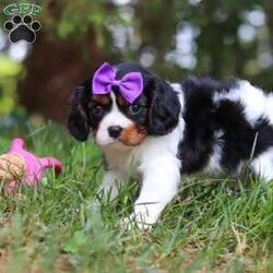 Ember/Cavalier King Charles Spaniel									Puppy/Female	/8 Weeks,Hi, my name is Ember! I’m an adorable AKC Registered Cavalier King Charles Spaniel with a sweet, loving personality and a heart full of affection. I love spending my days playing with toys, exploring new things, and soaking up all the attention I can get. Whether I’m romping around during playtime or snuggled up beside my favorite people, I’m happiest when I’m sharing love and making memories.