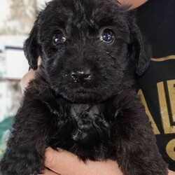 Miniature poodle X terrier miniature poodle x/Miniature Poodle/Female/Sex: Mixed Litter,We are delighted that our KC Registered miniature poodle and scoodle (Scottish terrier x poodle) have had a healthy litter of 3 girls and 1 boy puppies, they were born 24/4 and and ready to leave 19/06, they will all be micro chipped, heath tested by vet, flead and wormed before leaving. Both mum and dad can be seen, mum has a five generation family tree with highlighted champions and dad has had full DNA test with no health concerns. Both parents have great temperament towards our children. we are a house hold with 3 under tens and a cat so the puppies will be use to noise and lots of cuddles. This ****************** hybrid breed combines the playful, loyal nature of a Scottie with the high intelligence and low-shedding coat of a Poodle. Viewing available now