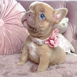 Adopt a dog:Adorable puppies/French Bulldog/Female/Sex: Mixed Litter,Chunky and Cheerful girls and boys beautiful colours,raised in a loving family, ready to go to their forever homes from 20 of June. All puppies will be microchipped,vaccinated,treated for worms and fleas and will go with a full paperwork including a health check. Mum and dad are health tested clear for genetic diseases. We are looking for responsible owners. Please message if you’re interested.