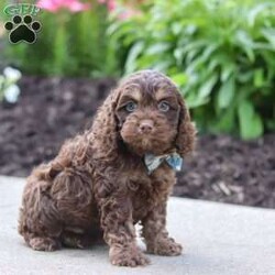 Atlas/Cockapoo									Puppy/Male	/7 Weeks,Hi, my name is Hudson, and I’m an adorable Cockapoo puppy with a big heart and an even bigger personality! I’m looking for a loving forever family to share all of life’s special moments with. With my soft, wavy coat, bright eyes, and playful spirit, I’m sure to bring endless happiness, laughter, and companionship wherever I go. I love meeting new people and have been raised with plenty of love and attention, helping me develop a friendly and affectionate personality. Whether I’m chasing a favorite toy, exploring the yard, learning new things, or curling up beside you for a cozy nap, I’m happiest when I’m spending time with my family.