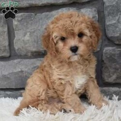 Maggie/Cavapoo									Puppy/Female	/11 Weeks,I offer a one year health guarantee. Up to date on shots and dewormings. I’m looking for a loving indoor home. Maggie is well socialized and loves attention. She is excellent with kids and other pets. Her expected adult weight is 12 to 15 pounds. Maggie loves to cuddle. She has a beautiful wavy hair coat. Shipping options are available anywhere in the US. All Sunday calls are returned on Mondays. Thanks Jon
