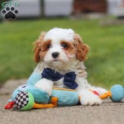 Asher/Cavapoo									Puppy/Male	/9 Weeks,Meet Asher, the epitome of charm and cuteness in the form of an Cavapoo puppy! He is a delightful blend of energy, intelligence, and affection, ready to prance into your heart and home. His expressive eyes and wagging tail convey the joy and warmth he brings to every interaction. Raised with love and care, he is the perfect fit for families and individuals alike, ready to join you with a lineage that exemplifies excellence. With a soft coat he transforms into a perfect little snuggle buddy. Thanks to his poodle heritage he is intelligent and quickly picks up on new thing this makes him easy to train and adaptable in various situations. 