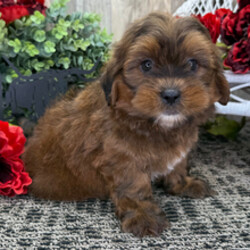 Gizmo/Shih Tzu/Female/March 26, 2026