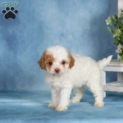 Peanut/Miniature Poodle									Puppy/Female	/April 30th, 2026,These precious Mini Poodle puppies are searching for their forever families! With their soft, beautiful coats and cheerful personalities, these little ones are full of love and ready to bring joy to their new homes. Raised in a family environment and given plenty of attention from day one, they are well socialized and comfortable with everyday household activity.