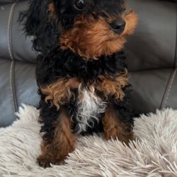 Adopt a dog:F2B Cavapoo puppies /Cavapoo/Female/Sex: Male,My gorgeous, Tinkerbell on the 27th  of March, gave birth to 4 healthy babies! 1 girl and 3 boy