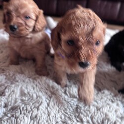 Adopt a dog:Stunning cockapoo puppie a/Cockapoo/Female/Sex: Mixed Litter,Our precious girl lLyra a cockopoo with a deep red curly coated cockapoo. The first and only litter of six stunning cockapoo puppies..