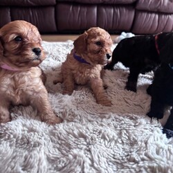 Adopt a dog:Stunning cockapoo puppie a/Cockapoo/Female/Sex: Mixed Litter,Our precious girl lLyra a cockopoo with a deep red curly coated cockapoo. The first and only litter of six stunning cockapoo puppies..