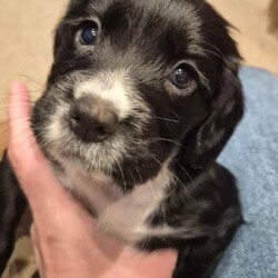 Two stunning KC reg Cocker Spaniel bitch puppies for sale (WCS)/Cocker Spaniel/Female/Sex: Female,Our home bred girl has had a stunning, healthy litter of puppies.