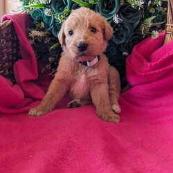 Stunning Red Australian labradoodle puppies/Australian Labradoodle/Female/Sex: Mixed Litter,We are thrilled to announce a gorgeous litter of 6 puppies from our lovely Annie and the well known bandit, Raised right in the heart of our busy home, these pups are being brought up with endless love, socialization, and the best possible start in life.