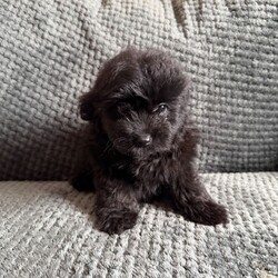 Stunning Pomapoos 2 MALES left/Pomapoo/Female/Sex: Mixed Litter,I am very pleased to announce our gorgeous red toy-poodle Lily has given birth to six healthy pomapoo baby’s.