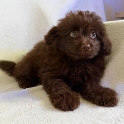 Stunning Pomapoos 2 MALES left/Pomapoo/Female/Sex: Mixed Litter,I am very pleased to announce our gorgeous red toy-poodle Lily has given birth to six healthy pomapoo baby’s.